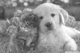 Kitten / Cat / Puppy /  Dog / Friends